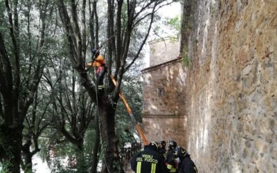 Lungo mura in Via dei Canneti, abbattuti tre lecci pericolanti con l’intervento dei Vigili del Fuoco